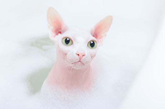 White Sphynx cat in bubble bath Mr Wrinkles