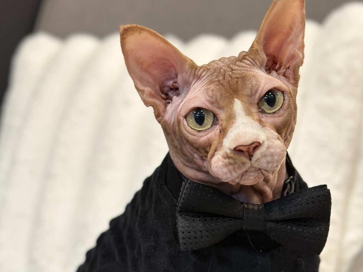 Mr Wrinkles Sphynx Cat in black bow tie