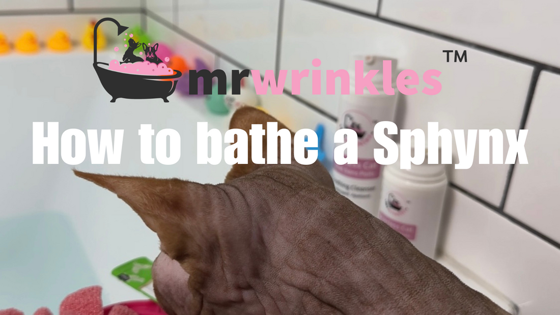 mr-wrinkles-how-to-bathe-a-sphynx-video