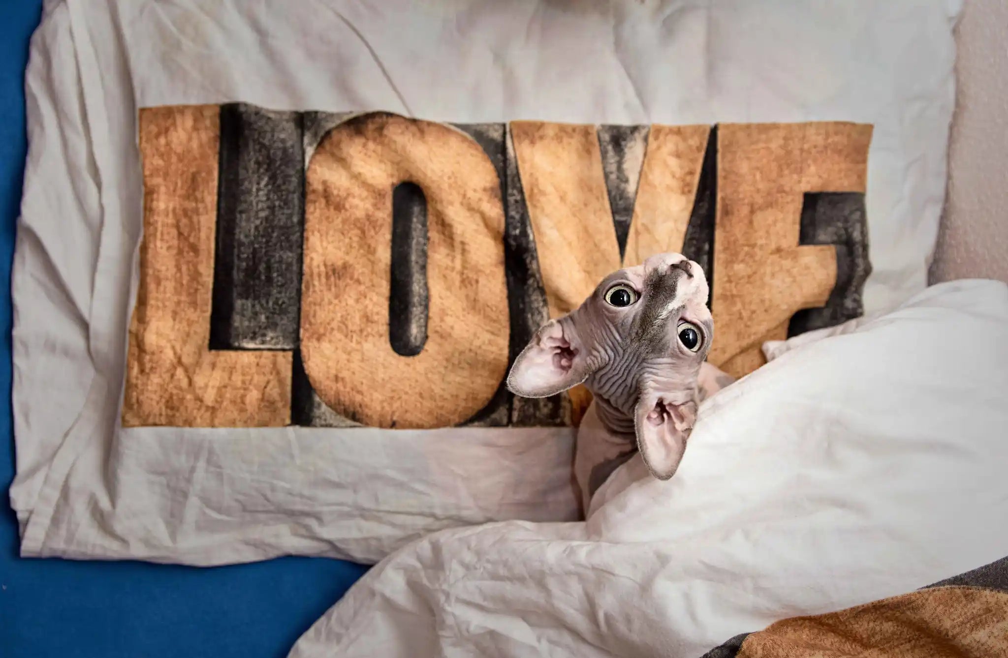 Sphynx Cat in bed with a pillow that reads LOVE - Mr Wrinkles